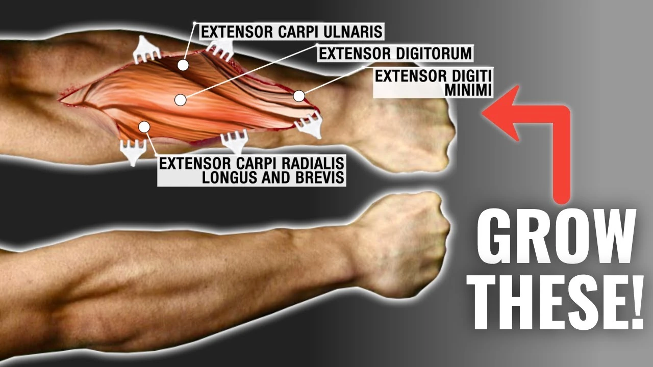 Unveiling the Truth: Do Forearms Grow Fast and Effective in 5+ Way?